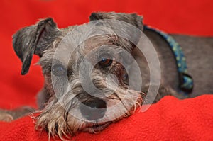 Miniature schnauzer dog laying on red blanket
