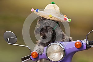 Miniature schnauzer dog, in mexican hat, riding a scooter, as if controls, funny look, rest concept