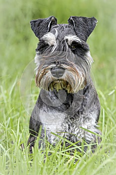 Miniature Schnauzer dog portrait