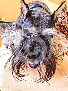 Miniature schnauzer dog, portrate