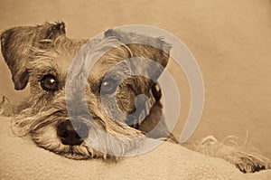 Miniature schnauzer dog resting on blanket