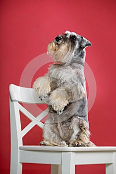 Miniature schnauzer dog sits on its hind legs on white chair