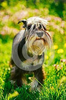 Miniature Schnauzer Dog Sitting In Green Grass