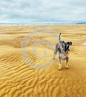 Miniature Schnauzer dog standing on beach