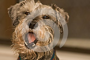 Miniature schnauzer dog yawning