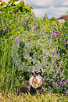 Miniature Schnauzer Dog Or Zwergschnauzer Funny Sitting Outdoor In Green Summer Meadow Grass With Purple Blooming