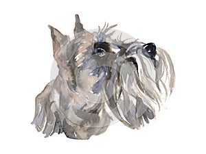 Miniature Schnauzer - hand-painted watercolor dog