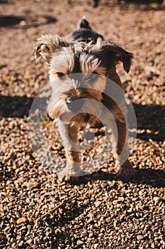 Miniature schnauzer looking directly at the camera