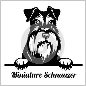 Miniature Schnauzer - Peeking Dogs - breed face head isolated on white