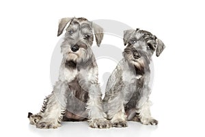 Miniature schnauzer puppies on white background