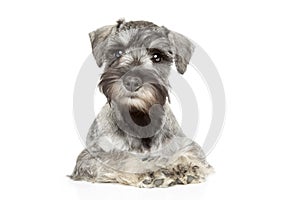 Miniature schnauzer puppy photo