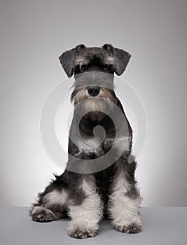 Miniature schnauzer puppy