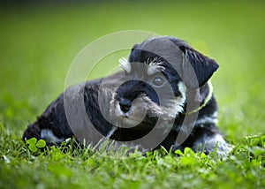 Miniature schnauzer puppy