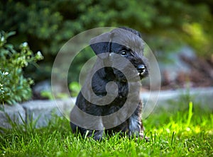 Miniature schnauzer puppy