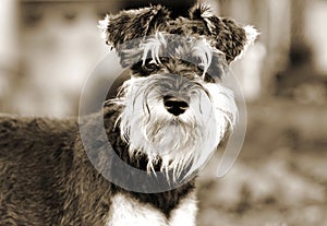 Miniature Schnauzer puppy dog sepia portrait