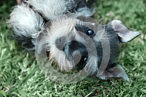 Miniature Schnauzer Puppy Outdoors