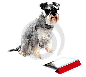 Miniature schnauzer sits on white background