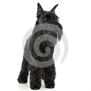 Miniature Schnauzer standing in white photo studio