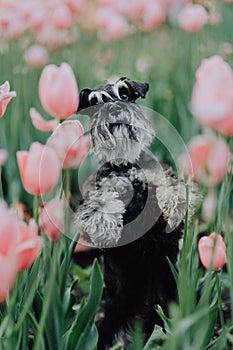 Miniature Schnauzer in the Tulip field in Holland