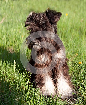 Miniature schnauzer walking outdoors