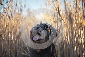 Miniature schnauzer Zwergschnauzer dog on a wheat field