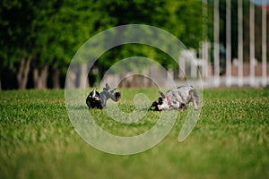 Miniature schnauzers running and playing in a park on a sunny day