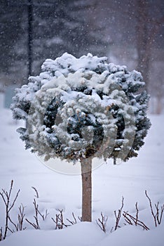 Miniature sculpted evergreen tree in snowy scene.