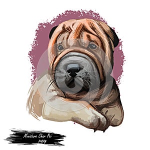 Miniature shar pei dog, puppy of Chinese origin digital art