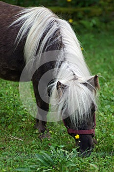 Miniature Shetland Pony