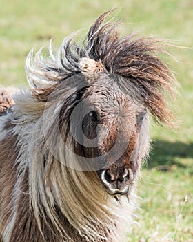 Miniature Shetland Pony