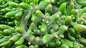 Miniature succulent plant texture. Close up of the Sedum rubrotinctum. Jellybean plant. Green leaves texture