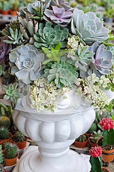 Miniature succulent plants decoration