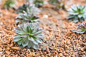 Miniature succulent plants in desert garden