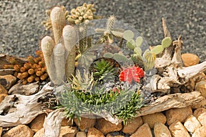 Miniature succulents and cacti plants garden in the snag.