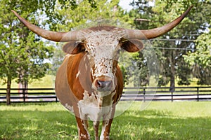 Miniature Texas longhorn