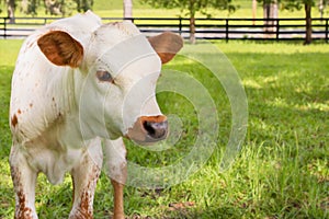 Miniature Texas longhorn calf