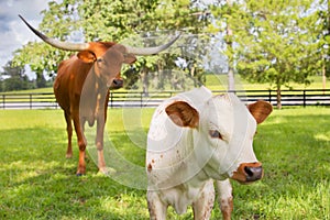 Miniature Texas longhorn calf and adult