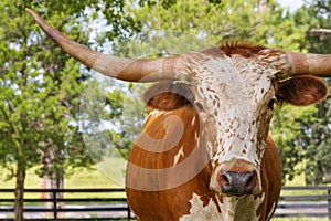 Miniature Texas longhorn cow