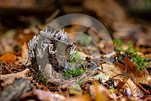 Miniature tiny Candle Snuff candlestick Fungus fruit bodies