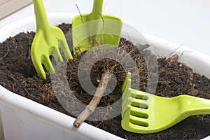 Miniature tools for floriculture. Small shovels, forks and rakes for cultivating the earth in flower pots.