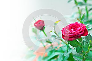 Miniature tred roses background