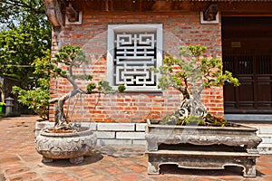 Miniature trees in Temple of Literature. Hanoi, Vietnam