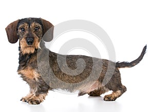 miniature wirehaired dachshund