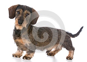 miniature wirehaired dachshund