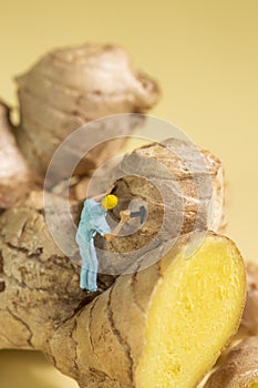 A miniature worker harvesting a ginger root with a hammer