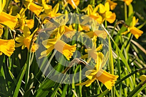 Miniature yellow daffodil flowers in bloom with blurred background