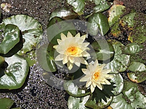 Miniature yellow water lily, Nymphaea helvola