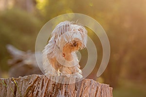 Miniature Yorkshire terrier on a log in a forest