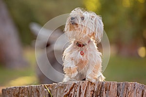 Miniature Yorkshire terrier on a log in a forest