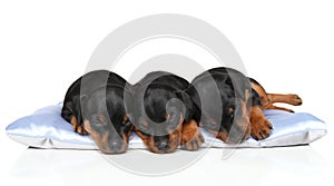 Miniature Zwerg Pinscher puppies sleeping photo